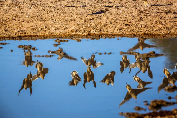 Reflektion Namaqua Sandripa Flyger Vattenhål Kgalagadi Gränsöverskridande Park Sydafrika Art — Stockfoto
