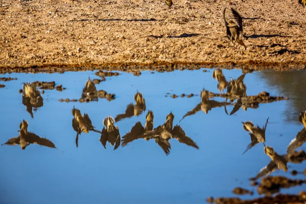 Reflection Namaqua Sandgrouse Flying Waterhole Kgalagadi Transfrontier Park South Africa — Stock Fotó