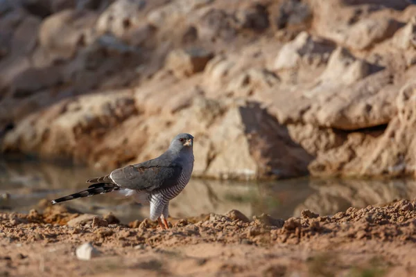 Pale Chanting Goshawk Ground Waterhole Kgalagadi Transfrontier Park South Africa — Zdjęcie stockowe