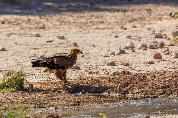 Tawny Eagle Tierra Pozo Agua Parque Nacional Kruger Sudáfrica Especie —  Fotos de Stock