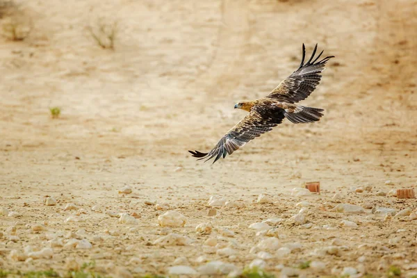 Tawny Eagle Flight Spread Wings Kruger National Park South Africa — Fotografia de Stock