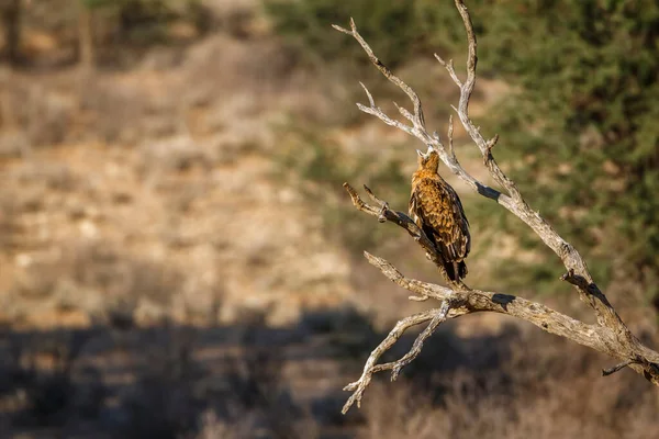 Güney Afrika 'daki Kglagadi sınır ötesi parkında bir dalda duran Tawny Eagle Accipitridae' li Specie Aquila rapax ailesi