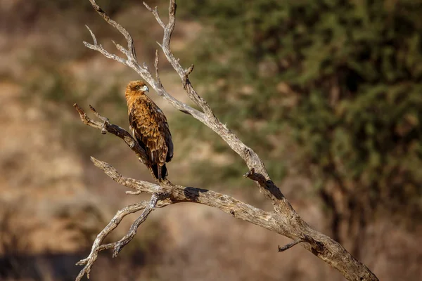 Güney Afrika 'daki Kglagadi sınır ötesi parkında bir dalda duran Tawny Eagle Accipitridae' li Specie Aquila rapax ailesi