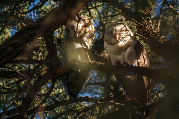 Pareja Lechuzas Del Establo Occidental Escondida Árbol Parque Transfronterizo Kgalagadi — Foto de Stock