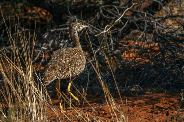 White quilled Bustard female rear view in Kgalagadi transfrontier park, South Africa; specie Afrotis afraoides family of Otididae