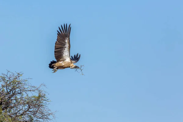 南非克鲁格国家公园 白背秃鹫在飞行中 为筑巢而携带着树枝 Accipitridae的非洲特有种 — 图库照片