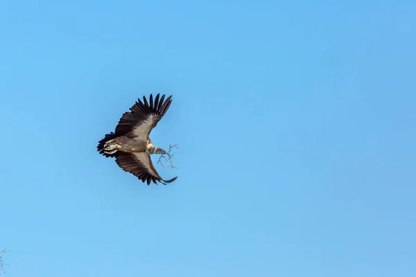 Vulture Bílou Opěradlo Letu Větví Pro Hnízdo Kruger National Park — Stock fotografie