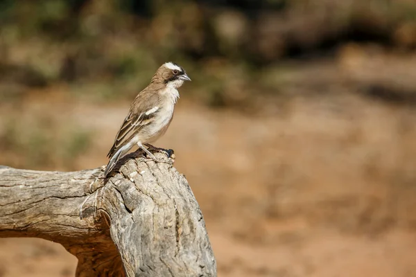 White Browed Sparrow Weaver Standing Log Kgalagadi Transborder Park África — Fotografia de Stock