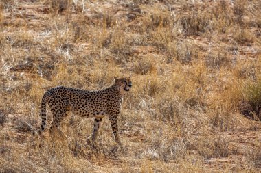 Güney Afrika 'daki Kgalagadi sınır ötesi parkında, Felidae' deki Specie Acinonyx jubatus ailesinde çita arka planda yürüyor.