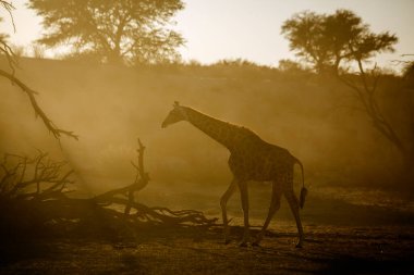 Zürafa, Güney Afrika 'daki Kgalagadi sınır ötesi parkında sabah ışığında yürürken; Giraffidae ailesinden Tür Giraffa camelopardalis