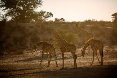 Güney Afrika 'daki Kgalagadi sınır ötesi parkında sabah ışığında arka planda duran dört zürafa; Giraffidae ailesinden Tür Giraffa camelopardalis