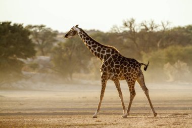 Güney Afrika 'daki Kgalagadi sınır ötesi parkında çöl bölgesine bırakılan zürafa; Giraffa camelopardalis ailesinden Giraffidae.