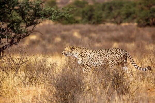 Cheetah Walking Dry Savannah Kgalagadi Transfrontier Park Sudáfrica Specie Acinonyx —  Fotos de Stock