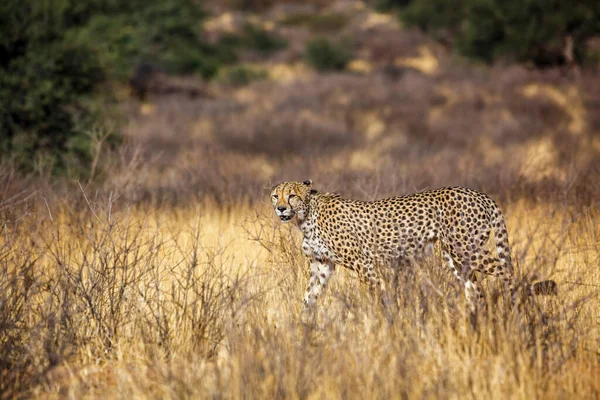 Cheetah Caminhando Savana Seca Kgalagadi Parque Transfronteiriço África Sul Espécie — Fotografia de Stock