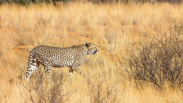 Cheetah Περπάτημα Ξηρά Σαβάνα Kgalagadi Διασυνοριακό Πάρκο Νότια Αφρική Specie — Φωτογραφία Αρχείου