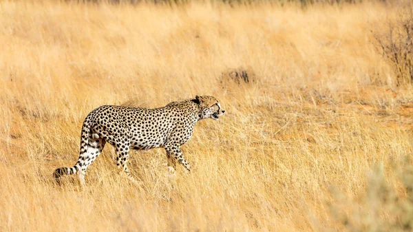 Cheetah Wandelen Droge Savanne Kgalagadi Grensoverschrijdende Park Zuid Afrika Soort — Stockfoto