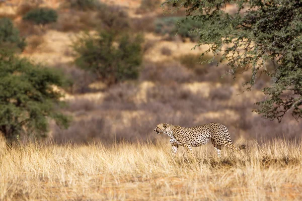 Güney Afrika Kgalagadi Sınır Ötesi Parkında Kuru Savanda Yürüyen Çita — Stok fotoğraf