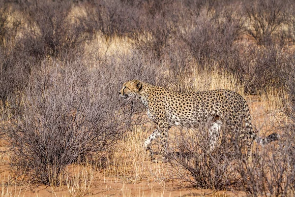 Cheetah Περπάτημα Ξηρά Kgalagadi Διασυνοριακό Πάρκο Νότια Αφρική Specie Acinonyx — Φωτογραφία Αρχείου