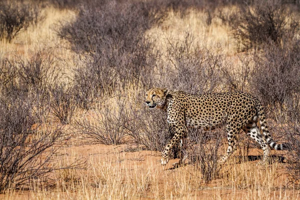 Cheetah Walking Dry Land Kgalagadi Transfrontier Park South Africa Specie — Stock Photo, Image