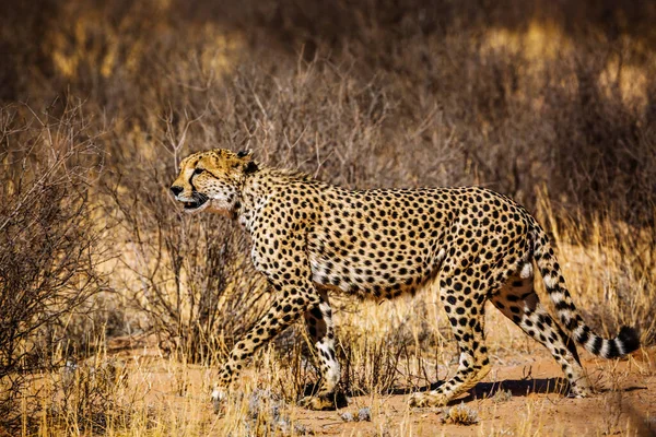 Cheetah Περπάτημα Ξηρά Kgalagadi Διασυνοριακό Πάρκο Νότια Αφρική Specie Acinonyx — Φωτογραφία Αρχείου