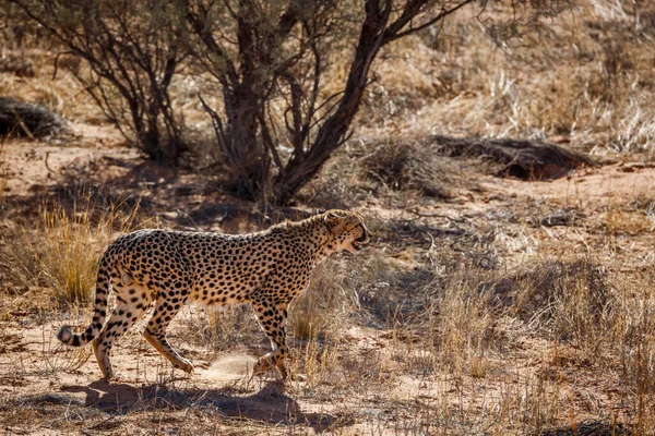 Cheetah Περπάτημα Backlit Στην Ξηρά Kgalagadi Διασυνοριακό Πάρκο Νότια Αφρική — Φωτογραφία Αρχείου