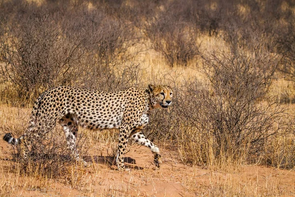 Gepard Procházky Suché Zemi Kgalagadi Přeshraniční Park Jižní Afrika Druh — Stock fotografie