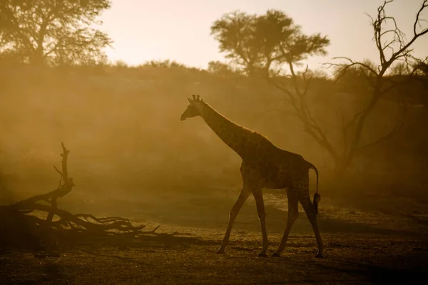 Giraffe Walking Backlit Morning Light Kgalagadi Transfrontier Park South Africa — Foto Stock