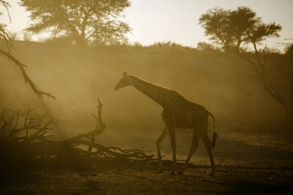 Giraffa Che Cammina Retroilluminata Nella Luce Del Mattino Nel Parco — Foto Stock