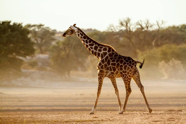 Giraffe Drop Woestijngebied Kgalagadi Grensoverschrijdend Park Zuid Afrika Soort Giraffa — Stockfoto