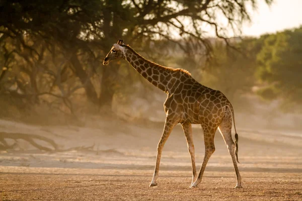 南アフリカのKgalagadi国境公園の朝の光の中でバックライトを歩くキリン Giraffa Camelopardalisの種 — ストック写真