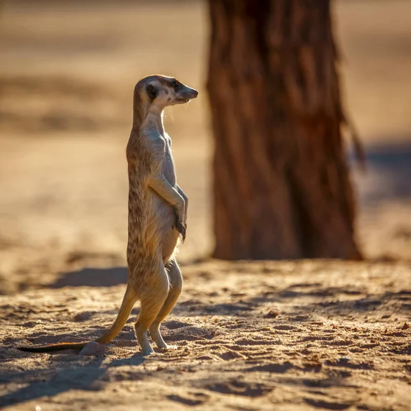 Meerkat Standing Alert Dry Land Kgalagadi Transfrontier Park South Africa — Stock Photo, Image