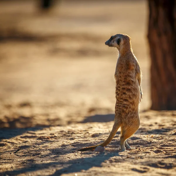 Meerkat站在南非Kgalagadi跨国界公园的旱地上警戒 Herpestidae的Suricata Suricatta科物种 — 图库照片