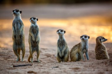 Güney Afrika 'daki Kgalagadi sınır ötesi parkında şafak vakti alarma geçen küçük bir mirket grubu Herpestidae familyasından Specie Suricata Suricatta