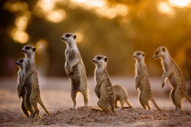 Güney Afrika 'daki Kgalagadi sınır ötesi parkında şafak vakti alarma geçen küçük bir mirket grubu Herpestidae familyasından Specie Suricata Suricatta