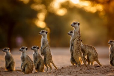 Small group of Meerkats in alert at dawn in Kgalagadi transfrontier park, South Africa; specie Suricata suricatta family of Herpestidae clipart