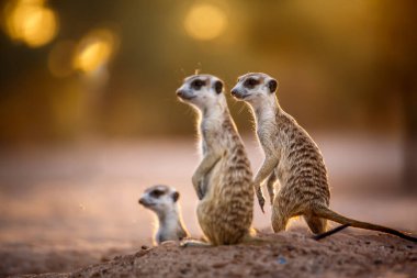 Güney Afrika 'daki Kgalagadi sınır ötesi parkında şafak vakti alarma geçen üç mirket; Herpestidae ailesinden Specie Suricata Suricatta
