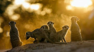 Güney Afrika 'daki Kgalagadi sınır ötesi parkında gün batımını izleyen mirket ailesi Herpestidae familyasından Specie Suricata suricatta