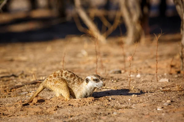 在南非Kgalagadi跨界公园 Meerkat在挖沙子寻找食物 Herpestidae的Suricata Suricatta科物种 — 图库照片