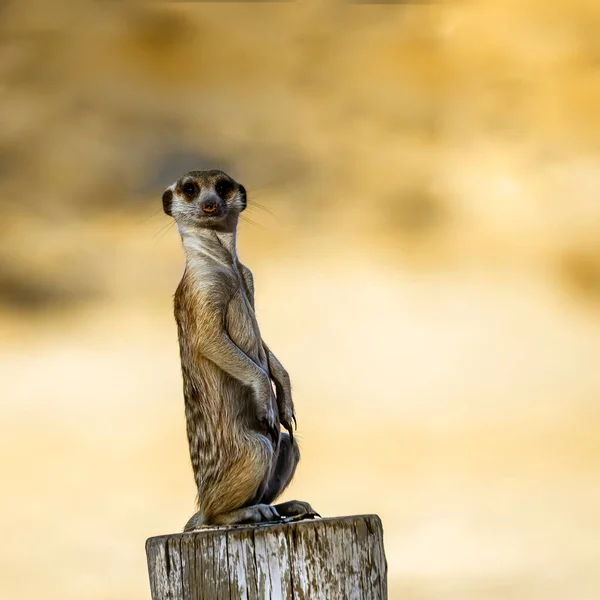 Meerkat Alerta Pie Poste Madera Parque Transfronterizo Kgalagadi Sudáfrica Especie — Foto de Stock