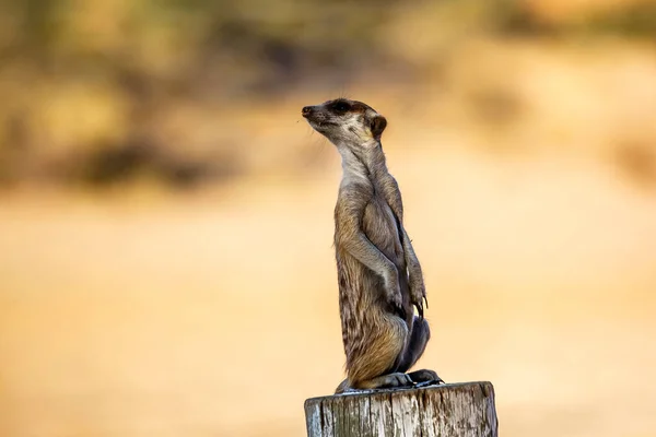 Erdmännchen Alarmbereitschaft Auf Einem Holzmast Kgalagadi Grenzpark Südafrika Art Suricata — Stockfoto
