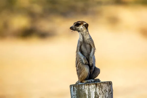 Erdmännchen Alarmbereitschaft Auf Einem Holzmast Kgalagadi Grenzpark Südafrika Art Suricata — Stockfoto