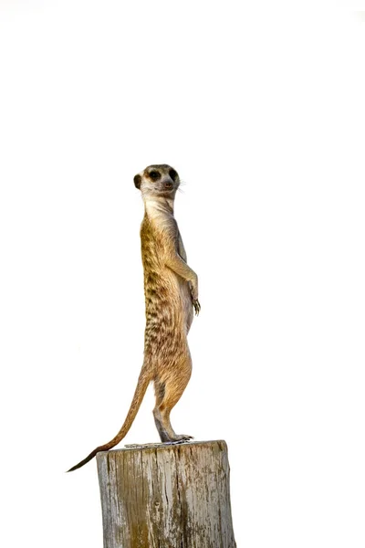 Meerkat Alarm Staande Een Houten Paal Kgalagadi Grensoverschrijdend Park Zuid — Stockfoto