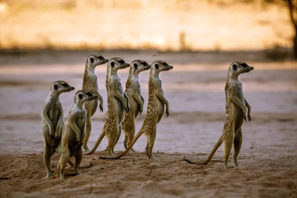 Grupo Pequeño Meerkats Alerta Parque Transfronterizo Kgalagadi Sudáfrica Especie Suricata — Foto de Stock