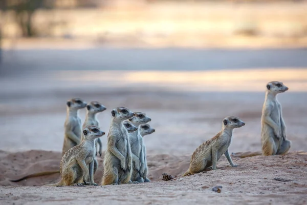 南非Kgalagadi跨界公园黄昏时刻警戒的小群Meerkats Herplague Dae的Suricata Suricatta科物种 — 图库照片