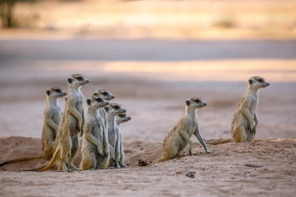 Grupo Pequeño Suricatas Alerta Atardecer Parque Transfronterizo Kgalagadi Sudáfrica Especie — Foto de Stock