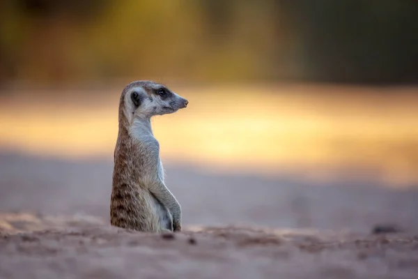 Meerkat Alerta Fuera Guarida Parque Transfronterizo Kgalagadi Sudáfrica Especie Suricata — Foto de Stock