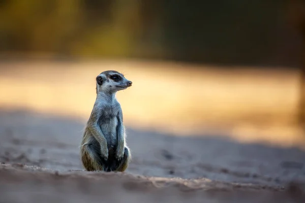 Meerkat Szürkületkor Dél Afrikai Kgalagadi Határátkelőhelyen Található Szárazföldön Suricata Suricatta — Stock Fotó