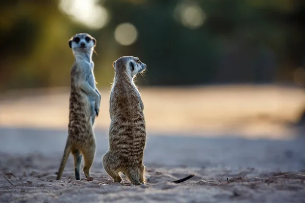 Zwei Erdmännchen Stehen Der Abenddämmerung Kgalagadi Grenzpark Südafrika Spezies Suricata — Stockfoto