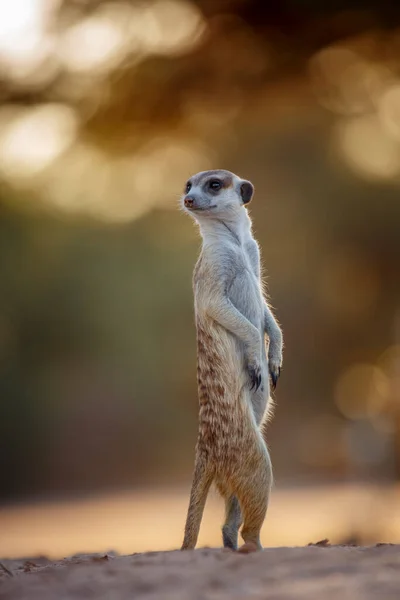 Erdmännchen Alarmbereitschaft Morgengrauen Kgalagadi Grenzpark Südafrika Spezies Suricata Suricatta Familie — Stockfoto