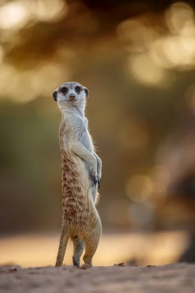 Meerkat Alerta Amanecer Parque Transfronterizo Kgalagadi Sudáfrica Especie Suricata Suricatta — Foto de Stock